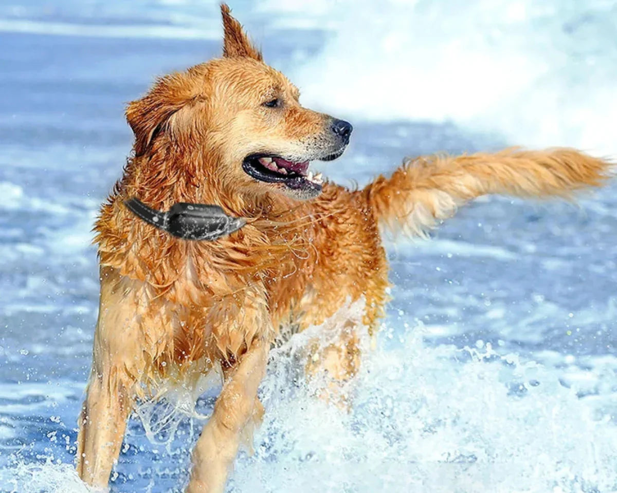 Fjärrstyrt träningshalsband för hund bild 4
