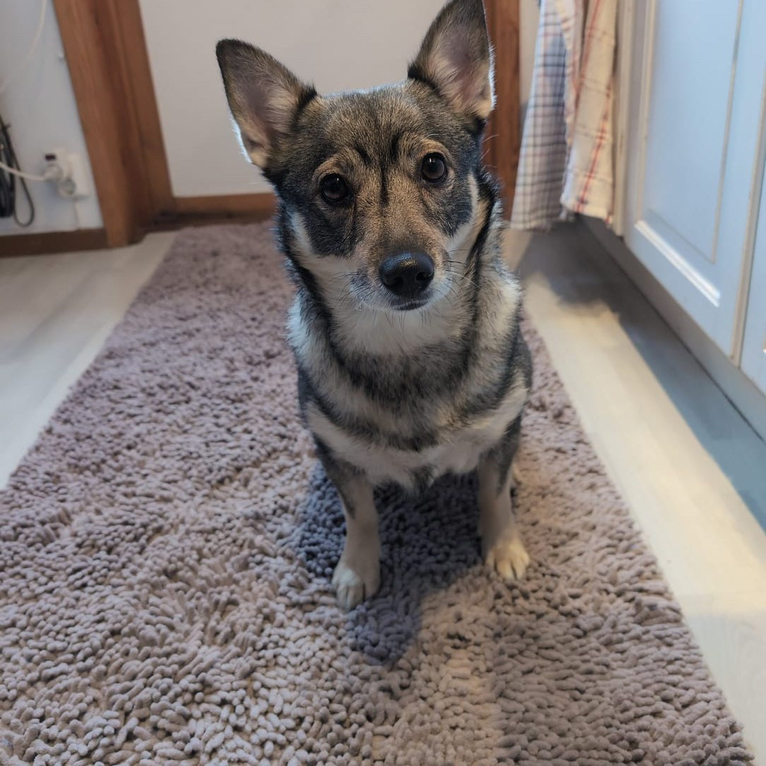 Hund sitter på absorberande hallmatta i ljusgrå