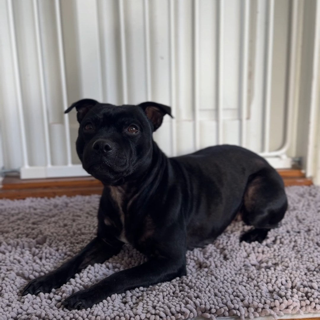 Svart hund på ljusgrå absorberande hallmatta